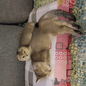 Additional photos: Scottish kittens. Golden chinchilla.