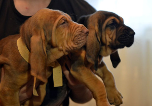 Photo №2 to announcement № 6460 for the sale of bloodhound - buy in Lithuania from nursery, breeder