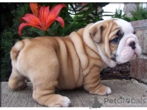 Photo №2 to announcement № 95285 for the sale of english bulldog - buy in Puerto Rico breeder