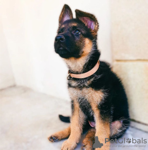 Photo №1. german shepherd - for sale in the city of Sofia | negotiated | Announcement № 78626
