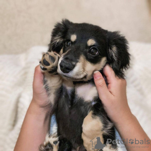 Photo №3. Healthy cute Dachshund puppies available now for sale. Australia