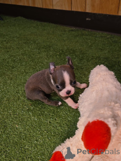 Photo №2 to announcement № 174971 for the sale of boston terrier - buy in Germany private announcement