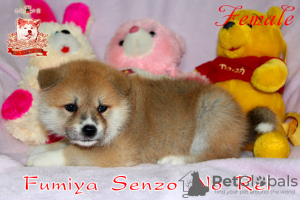 Photo №1. akita - for sale in the city of Khmelnitsky | 1300$ | Announcement № 42489