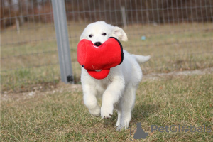 Photo №4. I will sell golden retriever in the city of Berchtesgaden. private announcement, breeder - price - negotiated