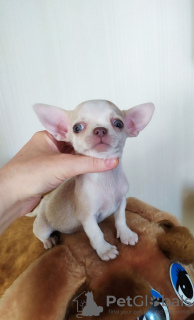 Photo №4. I will sell chihuahua in the city of Munich. breeder - price - 317$