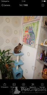 Photo №2 to announcement № 11676 for the sale of burmese cat - buy in Russian Federation breeder