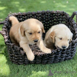 Photo №1. golden retriever - for sale in the city of Dubai | 475$ | Announcement № 13799