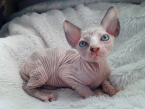 Photo №4. I will sell sphynx-katze in the city of Березовский. from nursery, breeder - price - negotiated