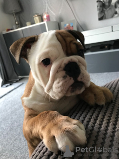 Photo №1. english bulldog - for sale in the city of Berlin | 423$ | Announcement № 123285