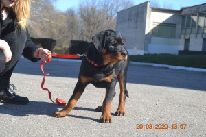 Additional photos: Rottweiler puppies from a nursery from a producer from Serbia