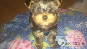 Photo №2 to announcement № 9398 for the sale of yorkshire terrier - buy in Greece private announcement