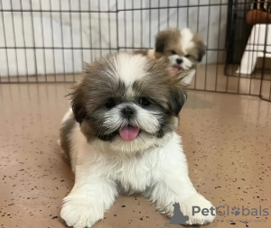 Photo №2 to announcement № 125756 for the sale of shih tzu - buy in Switzerland 