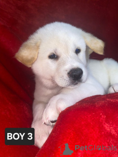 Photo №3. Akita-Welpen Dewsbury JETZT BEREIT. Germany