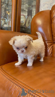 Photo №4. I will sell chihuahua in the city of Vilnius. private announcement, breeder - price - 774$