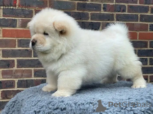 Photo №1. chow chow - for sale in the city of Andermatt | negotiated | Announcement № 158354