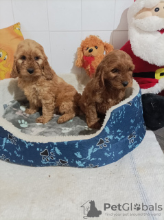 Photo №3. Cockapoo puppies. Serbia
