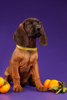 Photo №4. I will sell bavarian mountain hound in the city of St. Petersburg. from nursery - price - 942$