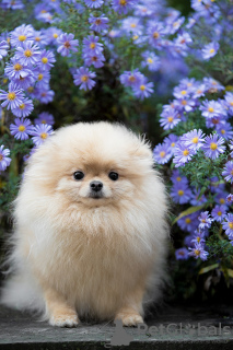 Photo №4. I will sell pomeranian in the city of Minsk. breeder - price - 1585$