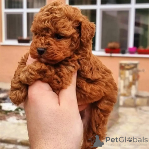 Photo №1. poodle (toy) - for sale in the city of Elva | negotiated | Announcement № 169515