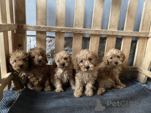 Additional photos: toy poodle