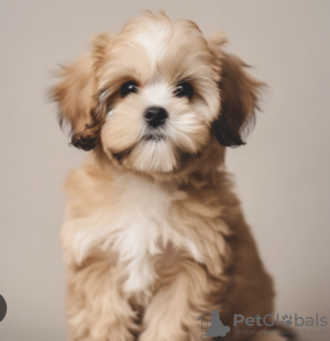 Photo №1. havanese dog - for sale in the city of Stockholm | negotiated | Announcement № 96306