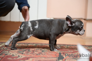 Photo №1. french bulldog - for sale in the city of Belgrade | negotiated | Announcement № 82718