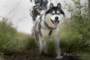 Photo №1. siberian husky - for sale in the city of Moscow river | Is free | Announcement № 146221
