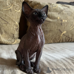 Photo №1. sphynx cat - for sale in the city of Miami | 456$ | Announcement № 93340