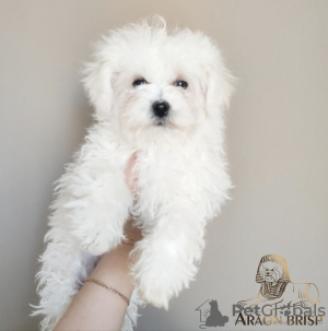 Photo №2 to announcement № 11484 for the sale of bichon frise - buy in Belarus from nursery