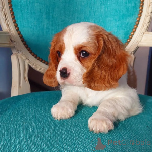 Photo №2 to announcement № 158451 for the sale of cavalier king charles spaniel - buy in Ireland private announcement
