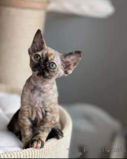 Photo №2 to announcement № 144519 for the sale of devon rex - buy in Germany breeder