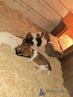 Photo №3. Jack russel puppies....whatsapp me at 44 7453 907158. Netherlands