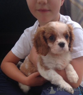 Photo №2 to announcement № 168262 for the sale of cavalier king charles spaniel - buy in Sweden private announcement, breeder