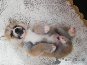 Photo №3. gift adorable Akita puppies. Italy