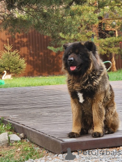 Photo №3. Longhaired American Akita looking for mating in Russian Federation. Announcement № 95186