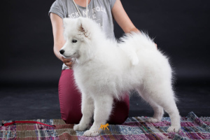 Photo №1. samoyed dog - for sale in the city of Chelyabinsk | 737$ | Announcement № 2989