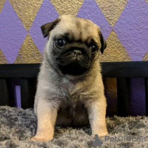 Photo №2 to announcement № 119530 for the sale of pug - buy in Finland private announcement, breeder