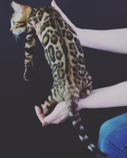 Photo №1. bengal cat - for sale in the city of Orenburg | 1335$ | Announcement № 2132