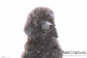 Photo №4. I will sell poodle (toy) in the city of Belgrade. breeder - price - negotiated