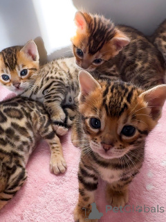 Photo №3. Stunning Bengal Cats Bright Rosettes & Excellent Temperament. Switzerland