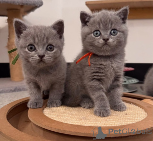 Photo №1. british shorthair - for sale in the city of Bergisch Gladbach | 310$ | Announcement № 172939