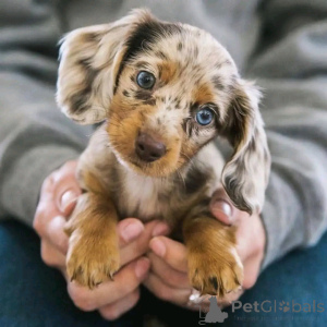 Photo №4. I will sell dachshund in the city of Helsinki. private announcement, from the shelter - price - 516$