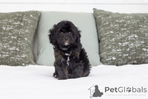 Photo №1. labradoodle - for sale in the city of Gudwangen | negotiated | Announcement № 155597