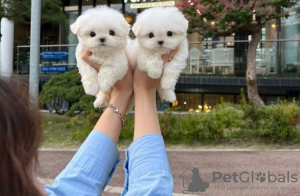 Photo №2 to announcement № 86377 for the sale of maltese dog - buy in United States private announcement