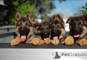 Photo №1. german shepherd - for sale in the city of Antwerp | 826$ | Announcement № 161880