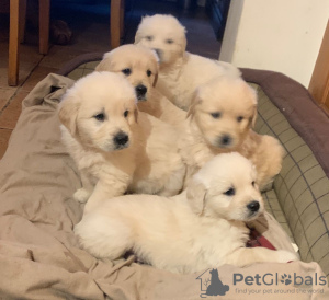 Photo №4. I will sell golden retriever in the city of Haren. private announcement, from nursery - price - 370$