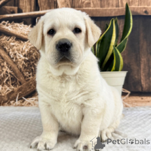 Photo №1. labrador retriever - for sale in the city of Munich | 361$ | Announcement № 165131