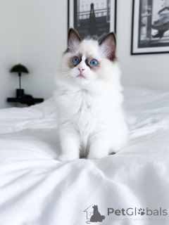 Photo №1. ragdoll - for sale in the city of Campbell Town | 2900$ | Announcement № 175237