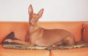 Photo №1. pharaoh hound - for sale in the city of Москва | 1189$ | Announcement № 5832