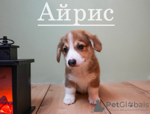 Photo №1. welsh corgi - for sale in the city of Москва | negotiated | Announcement № 47151